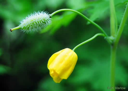 image of Stylophorum diphyllum, Celandine-poppy, Woods-poppy