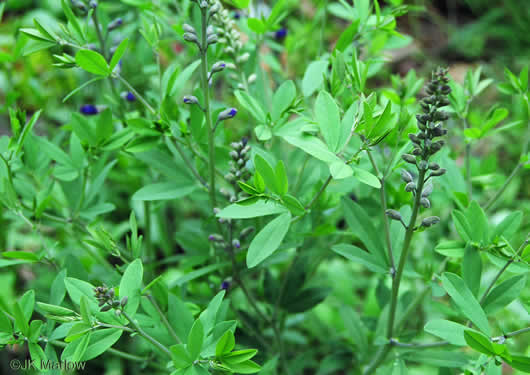 image of Baptisia australis, Tall Blue Wild Indigo, Streamside Blue Indigo, Tall Blue Baptisia