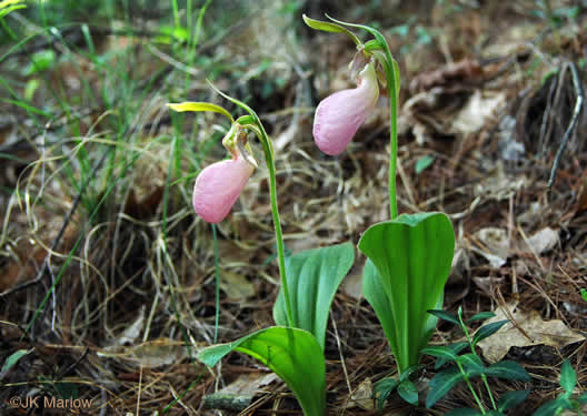 image of Cypripedium acaule, Pink Lady's Slipper, Mocassin Flower