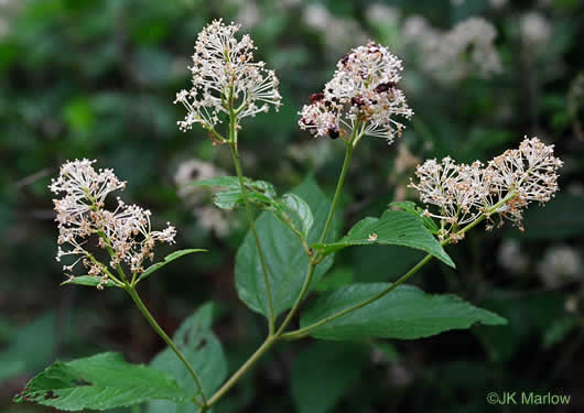 image of Ceanothus americanus var. americanus, Common New Jersey Tea, Redroot, Northeastern Ceanothus