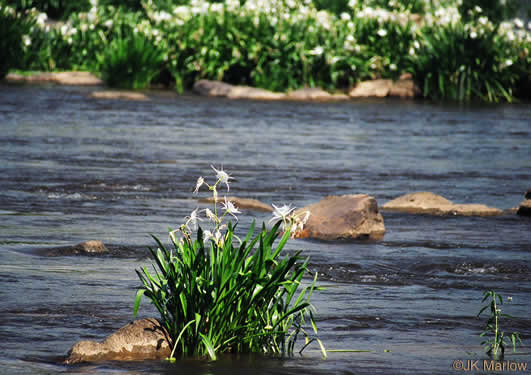 image of Hymenocallis coronaria, Rocky-shoals Spiderlily, Catawba Spiderlily, Carolina Spiderlily, Cahaba Lily