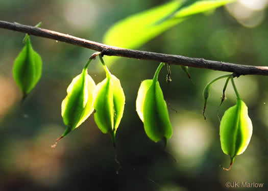 image of Halesia carolina, Little Silverbell