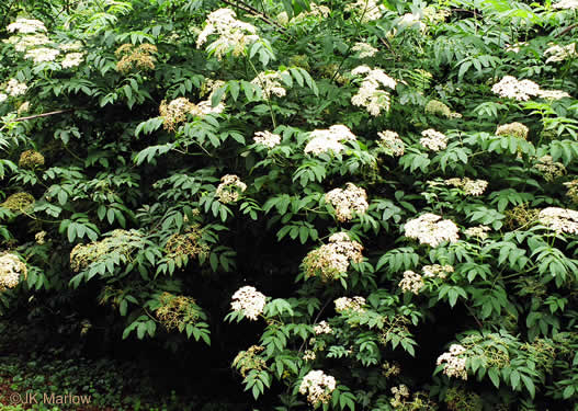 image of Sambucus canadensis, Common Elderberry, American Elder