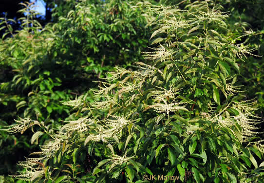 image of Oxydendrum arboreum, Sourwood, Sorrel-tree