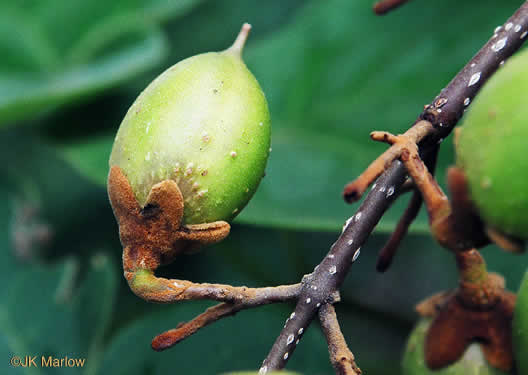 image of Paulownia tomentosa, Princess Tree, Empress Tree, Royal Paulownia