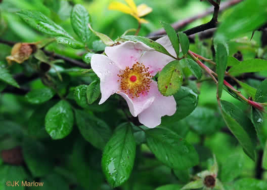 image of Rosa palustris, Swamp Rose