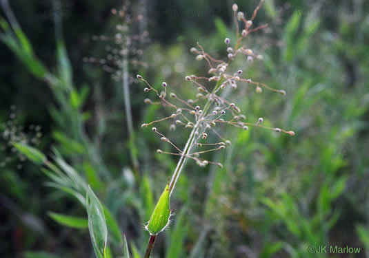 image of Dichanthelium acuminatum var. acuminatum, Woolly Witchgrass, Woolly Rosette Grass, Tapered Rosette Grass