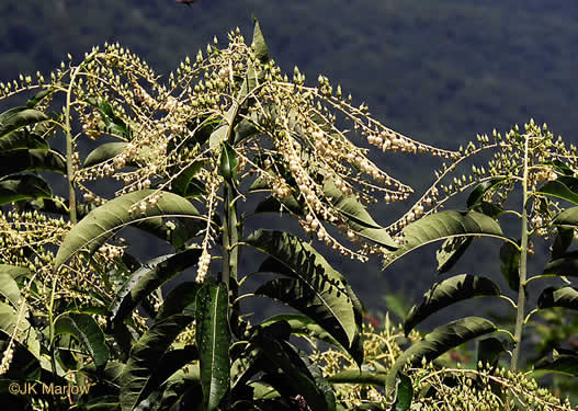 image of Oxydendrum arboreum, Sourwood, Sorrel-tree