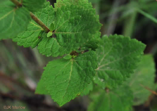 image of Eupatorium rotundifolium, Common Roundleaf Boneset, Common Roundleaf Thoroughwort, Common Roundleaf Eupatorium