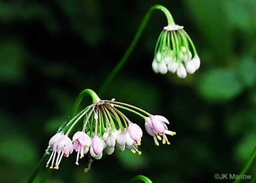 image of Allium cernuum, Nodding Onion, Nodding Wild Onion