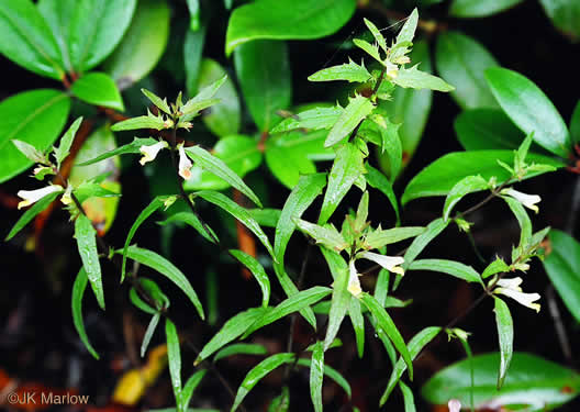 image of Melampyrum lineare, Cow-wheat