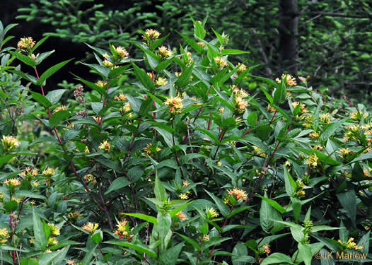 image of Diervilla sessilifolia, Smooth Southern Bush-honeysuckle