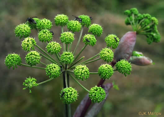 image of Angelica triquinata, Mountain Angelica, Appalachian Angelica, Filmy Angelica