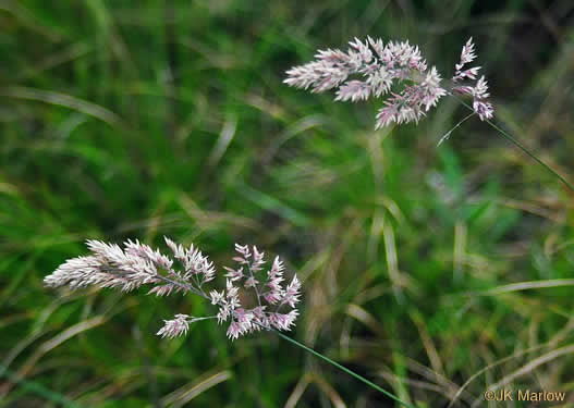 panicle