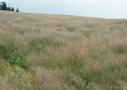 image of Avenella flexuosa, Appalachian Hairgrass, Crinkled Hairgrass, Common Hairgrass, Wavy Hairgrass