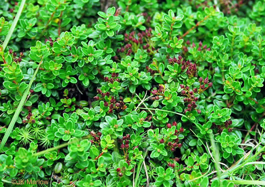 image of Kalmia buxifolia, Sand-myrtle, Mountain Myrtle