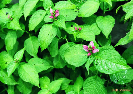 image of Chelone lyonii, Mountain Turtlehead, Pink Turtlehead, Appalachian Turtlehead