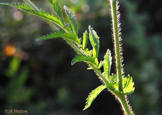 image of Agrimonia parviflora, Southern Agrimony, Small-flowered Agrimony, Harvestlice