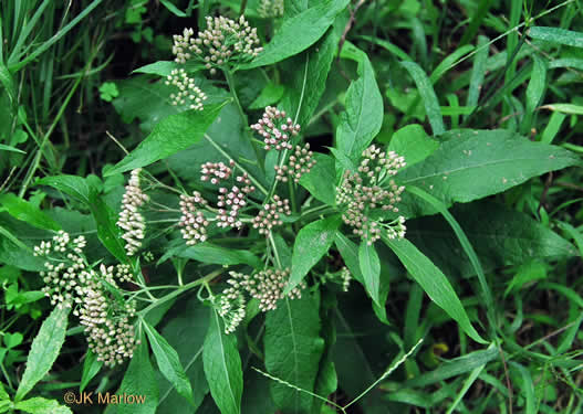 image of Pluchea camphorata, Common Camphorweed, Camphor Pluchea, Marsh Fleabane