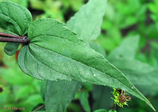 Helianthus divaricatus, Woodland Sunflower, Spreading Sunflower