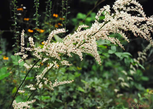 image of Stenanthium gramineum var. gramineum, Featherbells, Eastern Featherbells