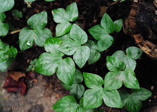 image of Hepatica acutiloba, Sharp-lobed Hepatica, Sharp-lobed Liverleaf