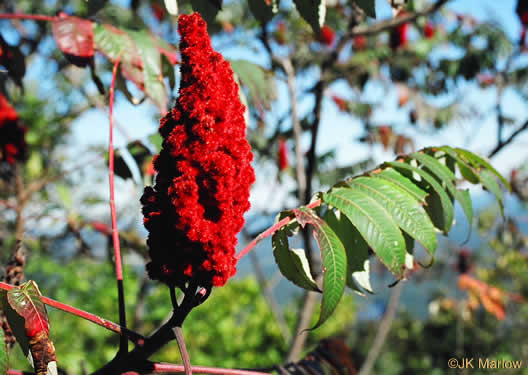 image of Rhus typhina, Staghorn Sumac