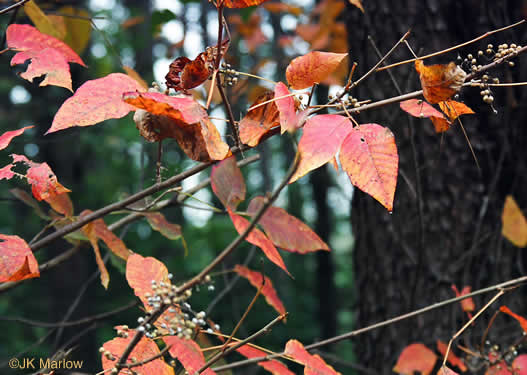 image of Toxicodendron radicans var. radicans, Eastern Poison Ivy