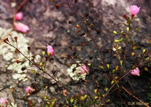 image of Agalinis tenuifolia, Common Gerardia, Slenderleaf Agalinis, Slender False Foxglove, Slender Gerardia