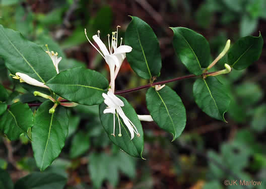 image of Lonicera japonica, Japanese Honeysuckle