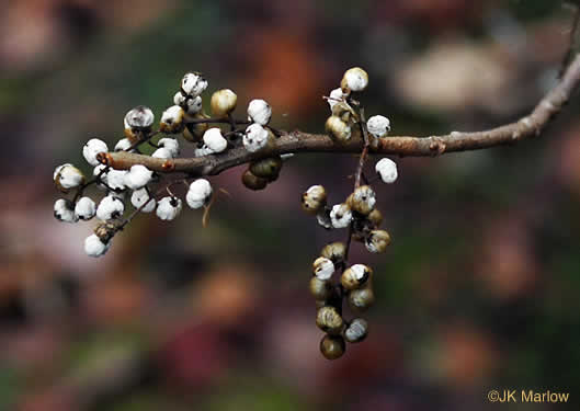 image of Toxicodendron radicans var. radicans, Eastern Poison Ivy