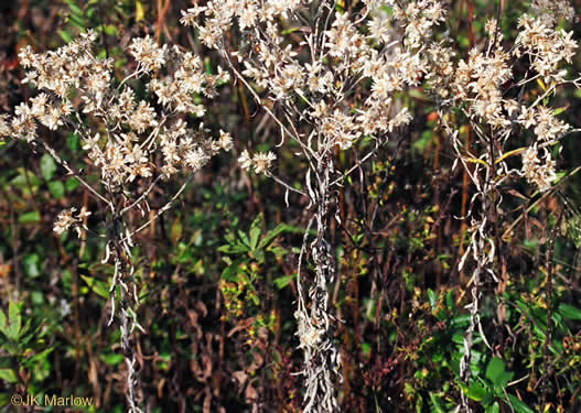 image of Pseudognaphalium obtusifolium, Fragrant Rabbit-tobacco, Eastern Rabbit-tobacco, Sweet Everlasting, Catfoot