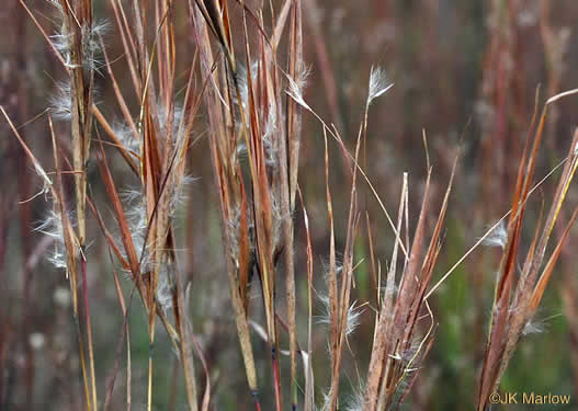 image of Andropogon gyrans, Elliott's Bluestem