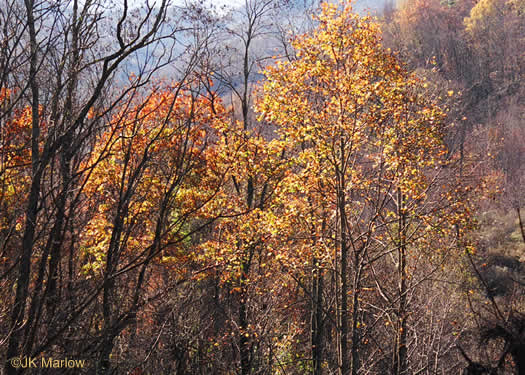 image of Liriodendron tulipifera var. tulipifera, Tulip-tree, Yellow Poplar, Whitewood