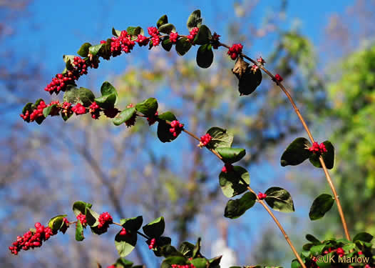 image of Symphoricarpos orbiculatus, Coralberry, Indian Currant, Buckbrush