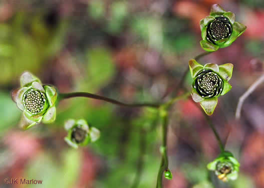 image of Silphium terebinthinaceum, Prairie-dock, Broadleaf Prairie-dock