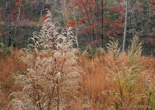 image of Eupatorium capillifolium, Common Dog-fennel, Summer Cedar, Yankeeweed, Cypressweed