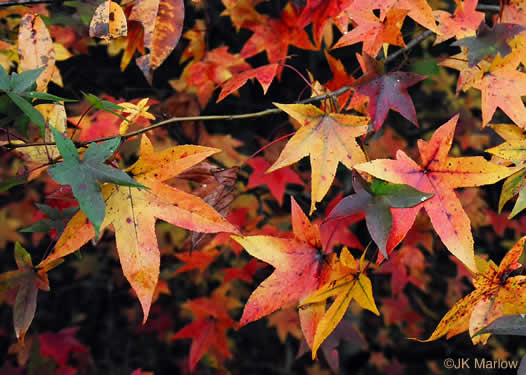 image of Liquidambar styraciflua, Sweetgum