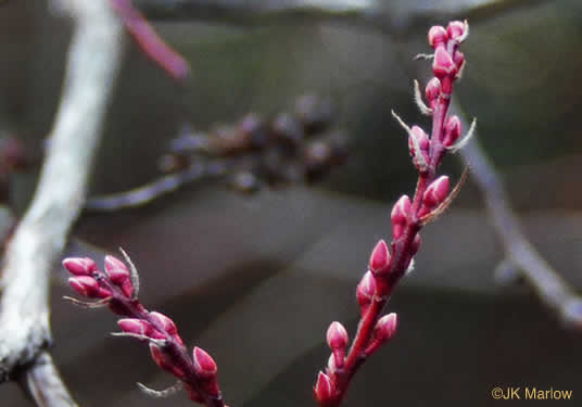 image of Eubotrys recurvus, Mountain Sweetbells, Mountain Fetterbush, Deciduous Fetterbush