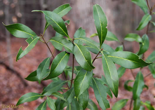 image of Cartrema americanum, Devilwood, Wild Olive