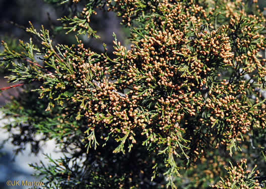 image of Juniperus virginiana, Eastern Red Cedar