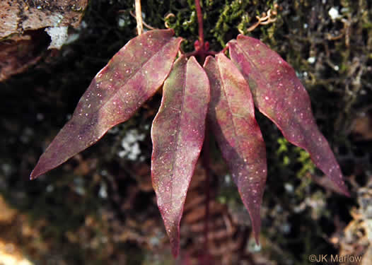 image of Bignonia capreolata, Crossvine