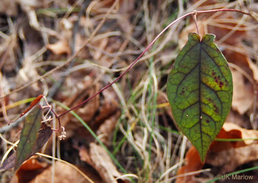 image of Bignonia capreolata, Crossvine