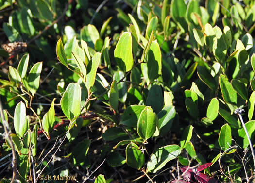 image of Smilax auriculata, Dune Greenbrier