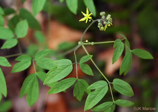 image of Caulophyllum thalictroides, Common Blue Cohosh, Papooseroot, Green Vivian