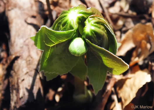 image of Podophyllum peltatum, May-apple, American Mandrake