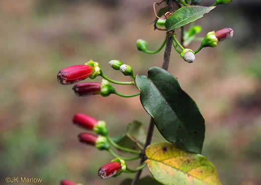 image of Bignonia capreolata, Crossvine