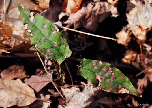 image of Bignonia capreolata, Crossvine