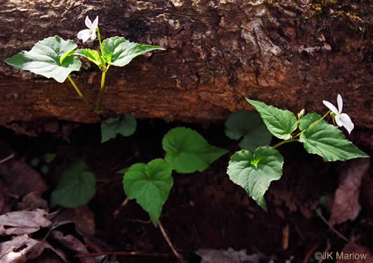 image of Viola canadensis, Canada Violet, Tall White Violet