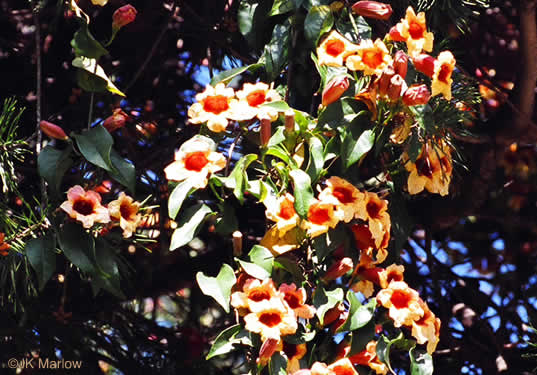 image of Bignonia capreolata, Crossvine